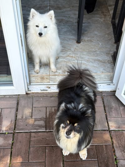 Two dogs are seen from a top-down perspective, standing on opposite sides of an open doorway. On the left, a white dog with a fluffy coat and dark eyes looks directly at the camera. It is positioned on a tiled floor with a light, marbled pattern. To the right, a black and tan dog with a bushy tail and lighter fur around its face is lying on a wooden plank-style patio. This dog also looks towards the camera with alert eyes. The background consists of the interior space with some metal shelving and the exterior patio area. The lighting suggests it is daytime, possibly late afternoon due to the shadows. The scene appears to be a residential outdoor area. There is no visible text in the image.