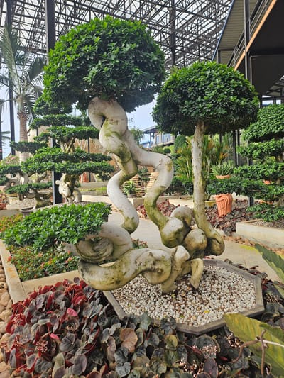 The image shows a large, artfully twisted bonsai tree in what appears to be a botanical garden or greenhouse, possibly in Na Chom Thian, Thailand. The bonsai, with its thick, gnarled, pale trunk and dense green foliage, is the central subject. It is planted in a hexagonal pot filled with small white pebbles. The surrounding environment includes other bonsai trees of varying sizes and shapes, a pathway made of concrete and pebbles, and a variety of low-lying plants with dark red and green leaves. In the background, a palm tree is visible, and above, a structure with a metallic grid roof is present, suggesting an indoor or covered outdoor exhibition space. The overall impression is one of meticulously cultivated greenery and sculptural botanical art.