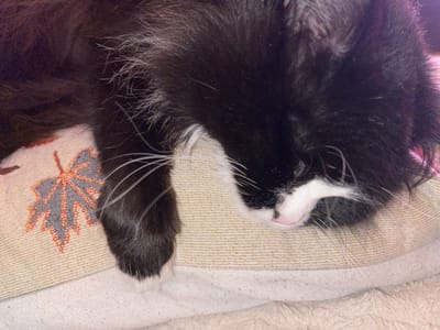 A black and white cat rests its head and paw on a cushion. The cat's face is partially visible, showing a pink nose and white fur around its mouth. Its paw, also black and white, drapes over the edge of the cushion, which features a pattern of autumn leaves in shades of brown and gray. The rest of its body is mostly out of frame.