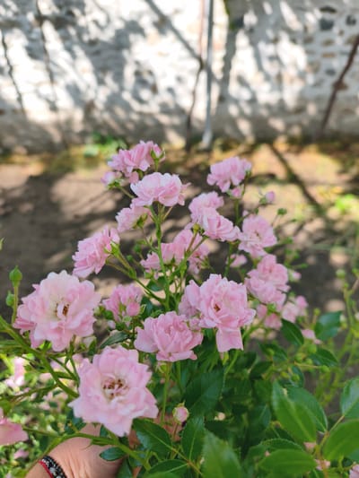 The image presents a close-up, vibrant view of numerous small, light pink miniature roses in a garden setting. The roses are in various stages of bloom, with many fully open blossoms revealing delicate petals and subtle yellow-brown centers, alongside several tightly closed green buds. Lush green leaves provide a rich contrast to the pink flowers.

A human hand, with natural skin tones, is visible in the lower left foreground, gently holding some of the rose stems. The hand wears a distinctive bracelet fashioned from black beads and a red string.

The scene is set outdoors under bright daylight, evidenced by the strong, dappled shadows cast across the background. The foreground elements, particularly the roses and leaves, are sharply in focus, while the background is softly blurred. This blurred background features a light-colored wall, possibly stone or concrete, illuminated by patches of sunlight and partially obscured by the distinct shadows of overhead foliage or structures. Below the wall, the ground appears as dark earth or soil, also marked by shadows. Faint, dark, vertical elements resembling stakes or slender branches are discernible in the distant background.

The image captures a moment of natural beauty and serenity in a garden, likely in Krichim, Bulgaria, as per the provided location context. No text is visible in the image.
