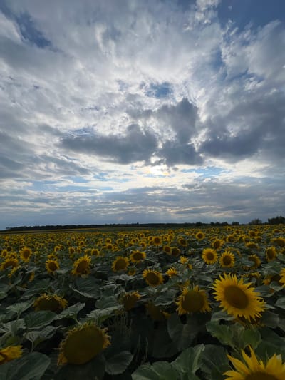 A vast field of sunflowers stretches towards the horizon under a dramatic, cloudy sky. The sunflowers, with their yellow petals and dark centers, are densely packed, creating a textured carpet of vibrant color. Many of the flower heads are tilted downwards, suggesting they have reached maturity. The leaves are large and a deep green, some appearing slightly wilted. In the distance, a treeline marks the edge of the field, beyond which a hint of agricultural land is visible. The sky is a mix of dark, brooding storm clouds and patches of bright blue, with the sun breaking through in streaks of light, creating a sense of dynamic weather. The image appears to have been taken from a slightly low angle, emphasizing the expansive nature of the field and the sky above. The location is identified as Hrabovets, Ukraine.