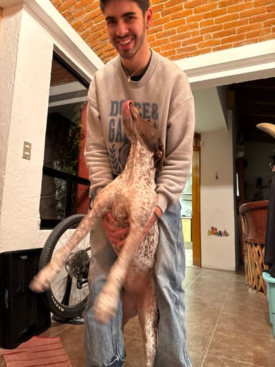 A male individual, approximately 20-30 years of age, with dark hair and a beard, stands smiling while holding a brown and white spotted dog, consistent with a German Shorthaired Pointer, in an indoor residential setting in Juriquilla, Mexico. The male wears a light grey sweatshirt with "DOGS & GANG" printed in blue lettering, light-wash blue jeans, and a gold chain with a cross pendant. The dog is held at waist to chest level, extending its head upwards with its tongue visible, indicating a licking motion. Its paws are blurred due to movement.
The immediate background to the left features a white-painted wall with a mounted light switch and a dark-framed glass door or window revealing green foliage outdoors. A black bicycle wheel with a MAXXIS tire is visible near the bottom left, adjacent to a black plastic crate labeled "InstaCrate." A red striped mat lies on the light brown tiled floor.
To the right, the background transitions to a partial brick wall at the top, followed by white-painted walls. A light-colored wooden door frame leads to another room, where white kitchen appliances are partially visible. A small, colorful, triangular decorative item hangs on a distant white wall. Further right, a wooden furniture piece, possibly a bar stool with woven elements, and a light blue plastic bin are discernible. The ceiling consists of white sections and exposed brickwork. The scene is illuminated by artificial warm light.