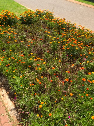 The scene captures a landscaped flower bed in Soweto, South Africa, under bright daylight. The bed features a dense arrangement of flowering plants, predominantly small to medium-sized blossoms in vibrant orange and yellow hues, consistent with marigolds. Interspersed amongst these are sparse smaller flowers displaying pink and magenta coloration. The ground is largely covered by green foliage, with visible patches of dark brown soil. An asphalt road, light gray in color, traverses the upper right portion of the frame, bordered by a strip of green grass on its left. A red brick curb or border is partially visible along the lower left edge of the flower bed. No people or animals are present.