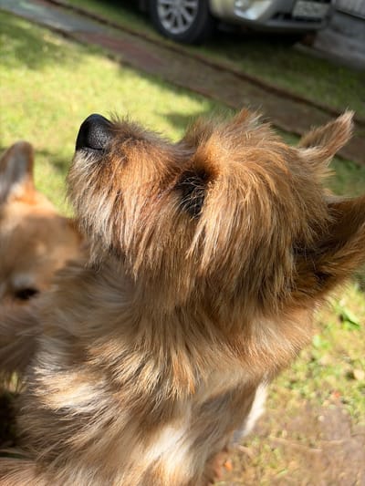 A close-up, high-angle shot focuses on the face and neck of a light brown, wire-haired dog outdoors. The dog's nose, black and textured, is prominent in the upper left quadrant, angled upwards. Its fur is shaggy and wiry, with lighter strands catching the sunlight. To the left and slightly out of focus, another dog of similar coloring is visible, its head tilted. The background consists of a blurred green lawn, some wooden planks, and the wheel and lower body of a silver car. The scene is set in Манихино Снт, Russia.