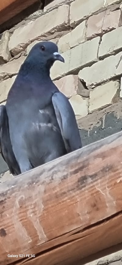 A close-up, low-angle shot features a dark grey pigeon perched on a wooden beam. The pigeon is facing left, with its head turned towards the viewer. Its beak is light in color, and its eye is dark. The pigeon's body is mostly dark grey, with some lighter grey markings on its chest. The background consists of a light-colored brick wall with visible mortar lines. The wooden beam in the foreground is weathered and has a rough texture. The bottom left corner of the image displays the text "Galaxy S21 FE 5G". The location is specified as Ingichka, Uzbekistan.
