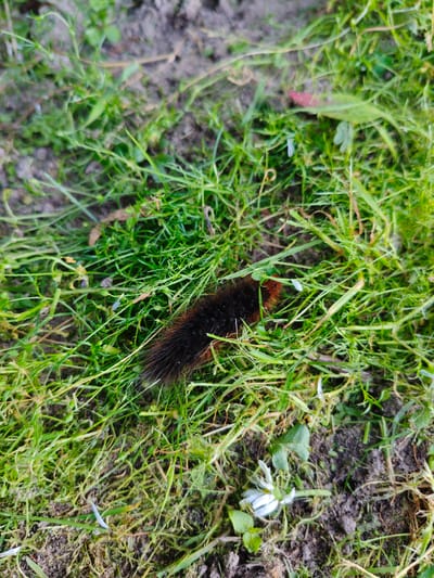 The image depicts a small, brown, fuzzy caterpillar resting on a patch of green grass and dark soil. The caterpillar is positioned in the center of the frame, facing towards the right. The surrounding environment is natural, with blades of grass and dirt. There is also a wilting white flower with green leaves visible in the lower right corner of the image. The lighting suggests it is daytime, possibly overcast. No people or man-made structures are visible, indicating a rural or natural setting within Краснадворскі сельскі Савет, Belarus.