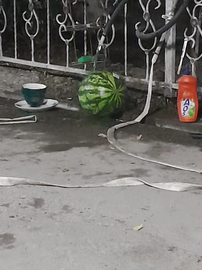 This media file depicts an outdoor scene in Osh City, Kyrgyzstan, likely during daytime given the lighting. The primary subjects are a small watermelon resting on a metal grate, and an orange bottle with a white cap and the visible text "AOS" in blue and green letters. The watermelon has distinct green stripes. Next to the watermelon, on the grate, is a green object, possibly a clothespin. The metal grate appears to be part of a fence or a decorative structure. In the background, a light-colored, smooth surface can be seen, which might be a wall or a paved area. The ground is a rough, gray concrete or asphalt surface, with some small dark specks. The image is oriented vertically, with the top of the frame appearing on the right side. There are no people visible in the frame, and the overall impression is that of a still life or a candid snapshot of everyday objects. The environment seems somewhat weathered, suggesting an outdoor setting exposed to the elements. No specific emotions or a particular event are conveyed.