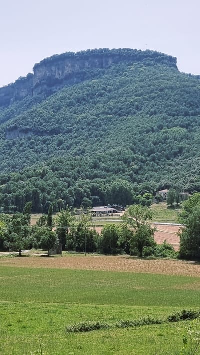 This is a vertical, eye-level, medium shot of a rural landscape dominated by a large, densely forested mountain. The mountain's summit is flat and exhibits a sheer rock face on the left side, gradually receding into dense green foliage. The slope of the mountain is covered in trees of varying shades of green, creating a textured appearance. In the mid-ground, nestled amongst the trees, are several buildings that appear to be part of a rural settlement or farm. These structures are light-colored and some have visible roofs. The foreground consists of cultivated fields, with a distinct division between a lush green grassy area and a section of drier, brownish earth, possibly a harvested field or awaiting planting. Scattered trees are present throughout the mid-ground and foreground, some with bare trunks and others with full canopies. The sky is a pale, clear blue. The scene is located in La Vall d'en Bas, Spain, a municipality characterized by its natural beauty and agricultural lands. There are no people visible in the image.