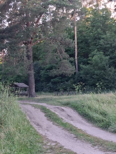 This is a vertical, eye-level shot of a sandy path winding through a grassy, wooded area in Reutyntsi, Ukraine. The path, likely a dirt track, is visible in the foreground and midground on the right side of the frame. It appears worn, with clear tire tracks or footprints suggesting it's a frequently used route. The path is bordered by lush green grass and some tall, thin plants with small white flowers.
On the left side of the image, a dense forest of green trees dominates the scene. A large, fallen tree trunk lies horizontally across the middle of the frame, its textured bark clearly visible. Behind the fallen trunk, closer to the path, is a small, rustic wooden structure, possibly a bench or a simple shelter, with a weathered roof and an open frame. The lighting suggests it's late afternoon or early evening, with soft light filtering through the trees and casting a warm glow. The sky, visible in the upper left, is bright, indicating daylight. The overall mood is peaceful and natural, evoking a sense of quiet seclusion within a rural or semi-rural setting. No people or text are visible in the image.