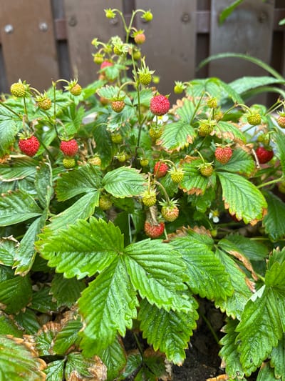 This media file features a close-up, overhead view of a strawberry plant with several small, red strawberries and many green, unripe ones. The plant has vibrant green leaves, some of which are slightly damaged with brown edges, possibly indicating natural aging or stress. Water droplets are visible on the leaves, suggesting recent rain or dew. The background is blurred, but hints of a wooden surface, possibly a fence or deck railing, are present on the left side. The setting appears to be outdoors, given the presence of the plant and the natural lighting. The image captures the organic growth and ripening process of the strawberries. No people are visible, and no text is present. The overall impression is one of a natural, possibly garden or wild, environment. The time of day and specific location cues are not strongly evident beyond it being daytime and outdoors.