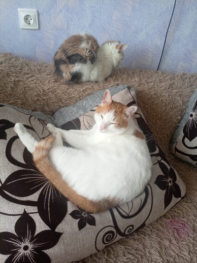 Two cats are resting on a sofa in a room. One cat, a calico, is curled up on its side on a shaggy brown throw. The other cat, a white and orange tabby, is lying on its back on a patterned pillow, with its eyes closed. The pillow has large black floral designs. The sofa appears to be in a home setting. The background shows a wall with a light blue textured wallpaper and a white electrical outlet. The scene is likely indoors in Podporozhye, Russia.