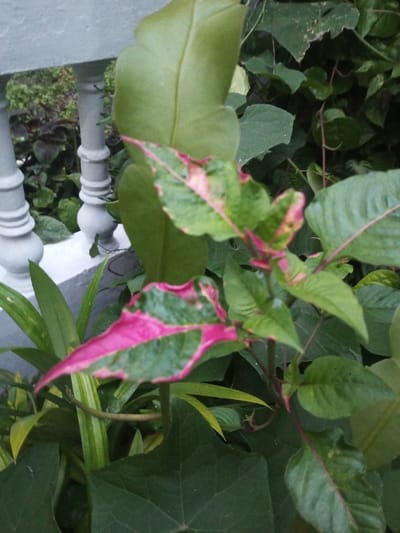 This photograph, captured in B. Nam Ngao, Laos, presents a close-up, slightly elevated view of dense vegetation. The central focus is on several plants with variegated leaves displaying a striking pattern of green and magenta-pink coloration. Surrounding and intermingled with these are numerous solid green leaves of varying sizes and forms. In the upper-left background, two grey, classical-style balusters, likely constructed from concrete or stone, are partially visible and out of focus, indicating the presence of a structural railing. The remainder of the background consists of a deep green, unfocused mass of additional foliage, suggesting a lush garden or cultivated area. No human or animal subjects are present.