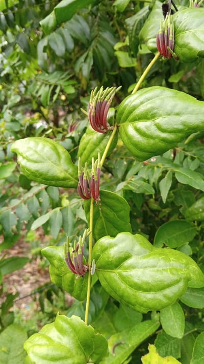 In a lush, green environment, likely within the city of Cirebon, Indonesia, a close-up shot focuses on a vine with large, glossy green leaves. Several clusters of unopened flower buds are visible, each cluster consisting of thin, reddish-purple petals that are tightly furled around a light green tip. The buds are arranged in a spiral pattern along the stem. The background is a dense tapestry of various green foliage, suggesting a natural, outdoor setting. The lighting is even, indicating an overcast day or shaded area, which enhances the sheen of the leaves.