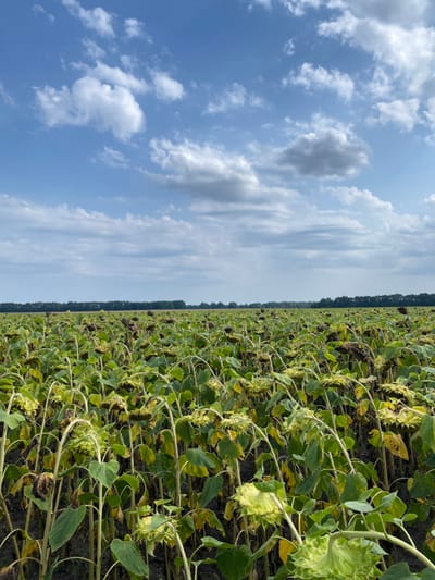 A wide-angle outdoor photograph depicts a vast agricultural field of mature sunflowers in Khmelovyk, Ukraine. The sunflowers occupy the foreground and midground, characterized by tall green stalks and large, drooping, dark brown seed heads with visible yellowing and browning foliage, indicating a late growth or pre-harvest stage. Patches of dark, tilled soil are visible between the plants. In the distant background, a dense, dark green treeline forms a horizon. The sky is bright blue with scattered white and light grey cumulus clouds across the upper half of the frame. No individuals, animals, or equipment are present.