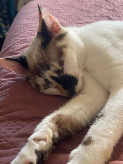 This is a close-up, overhead shot of a domestic cat sleeping on a textured pink blanket. The cat's fur is primarily white with patches of black, tan, and brown. Its head is tucked into its body, with its face partially obscured. The cat's paws and legs are visible, also showing a mix of white and darker fur. The pink blanket has a woven or quilted pattern. The lighting suggests it's daytime, likely indoors. The cat appears peaceful and relaxed, curled up in a sleeping position. There is no visible text in the image. The location context of Mijas, Spain, does not provide specific visual cues within the image itself.
