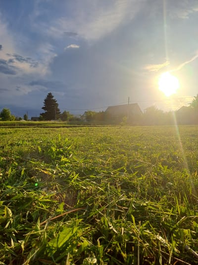 This image captures a vibrant rural landscape under a bright sky, presented with a horizontal orientation of the field (implying the original image is rotated 90 degrees clockwise from its natural upright position).
**Subjects:** The primary subject is a sprawling green field, densely covered with grass and other low-lying plants, which occupies the majority of the lower and mid-ground. In the distance, several structures resembling rural houses or farm buildings are visible against a hazy horizon. A prominent, dark conifer tree stands tall in the mid-ground on the left side of the frame (when upright). The sky dominates the upper portion, featuring a brilliant, intensely bright sun in the upper right corner, emitting strong lens flare and light rays. The sky transitions from a washed-out brightness near the sun to a clearer blue with scattered white and grey clouds towards the left.
**Activity or event taking place:** No explicit human or animal activity is visible. The image presents a tranquil and static view of nature.
**Notable details:** The time of day appears to be either early morning or late afternoon, characterized by the low angle and intense golden light of the sun, which illuminates the field and creates a warm glow. The weather is sunny with scattered clouds, indicating a clear day. The bright sun creates a strong contrast and some haziness in the atmosphere. The combination of open fields, distant buildings, and natural vegetation strongly suggests a countryside setting. The overall mood conveyed is one of peacefulness and natural beauty.
**Visible text:** There is no visible text in the image.