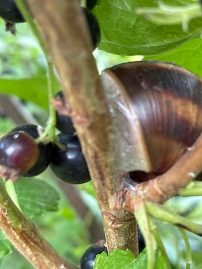 A close-up, eye-level shot captures a snail resting on a branch of a black currant bush. The snail's shell, a swirl of dark brown and lighter brown stripes, is partially visible on the right side of the frame. The branch is rough and brown, with a hint of a lighter, creamy-colored area where the snail is attached. To the left of the branch, several dark purple or black currants hang in clusters, some with a slight sheen. The background is a blur of vibrant green leaves, suggesting a natural, outdoor setting. No specific location within Chernoyarskaya, Russia can be determined from the image.