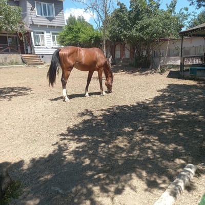The image captures a brown horse in an outdoor setting, with a building and trees in the background. The horse is standing on dry, patchy grass, with its head lowered, possibly grazing or drinking. The lighting suggests it is daytime, with strong sunlight casting dappled shadows from unseen trees onto the ground. The horse has a dark mane and tail, and white markings on its legs. To the left of the horse, a modern-looking building with multiple windows is visible, appearing to be a house or some form of dwelling. Behind the horse and to the left, lush green trees and foliage create a natural backdrop. The overall scene appears to be a rural or semi-rural environment, possibly a farm or a backyard. The orientation of the image is rotated, making it appear sideways.