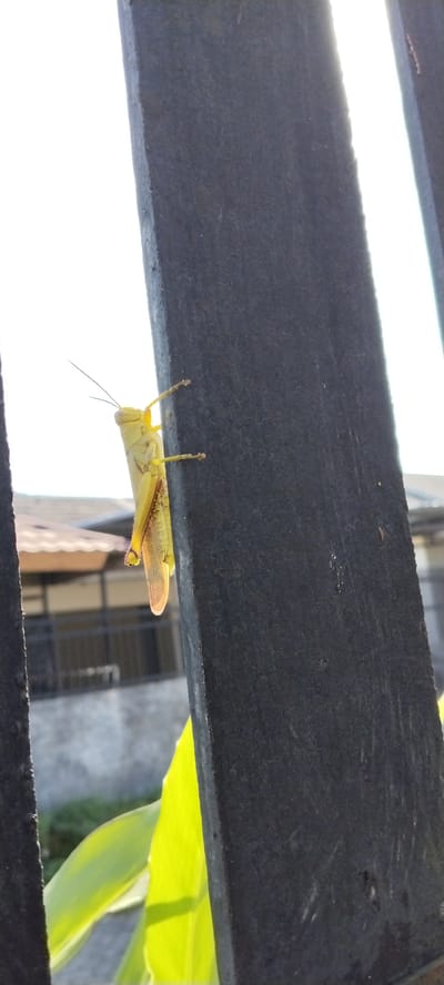 The image shows a close-up of a yellow grasshopper clinging to a dark, weathered metal fence post. The grasshopper is positioned vertically on the post, facing upwards, with its front legs gripping the surface and its hind legs slightly extended. The insect's wings are visible, one appearing translucent and tinged with orange. In the background, out of focus, is a residential area with buildings and what appears to be lush green foliage, suggesting an outdoor setting. The sky is bright and appears to be daylight. There is no discernible information within the image to indicate its specific location in Duman, Indonesia.