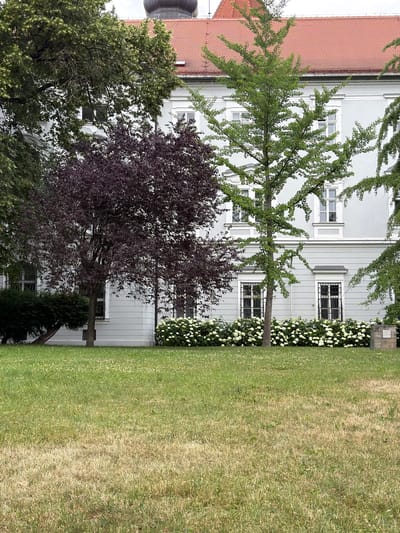 The image captures a serene garden scene in front of a light grey building with a red tiled roof in Brno, Czechia. The building features multiple windows with white frames and some have decorative white molding around them, with some ground-floor windows possessing barred fronts. Lush greenery dominates the foreground and middle ground. On the left, a large tree with dark green leaves and a dense canopy partially obscures the building. Adjacent to it, a tree with deep purple leaves stands prominently. In front of the building, a vibrant border of white flowering shrubs lines the facade. A tall, slender tree with bright green leaves is positioned centrally in front of the flowering shrubs. The ground is covered in grass, with a section in the foreground showing signs of dryness and browning, suggesting varying levels of watering or seasonal effects. The overall atmosphere is tranquil and well-maintained.