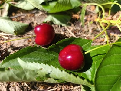 In an outdoor setting, on the ground covered with soil and dry vegetation, two ripe cherries are visible. One cherry is positioned to the left, and the other to the right, resting on green leaves. The cherries are a deep red color and appear to be fresh. The leaves are broad and have visible veins. The background consists of more foliage and the ground, with some dappled sunlight suggesting a sunny day. The image is a close-up shot, focusing on the cherries and surrounding leaves. This scene is located in Nikolichevtsi, Bulgaria.