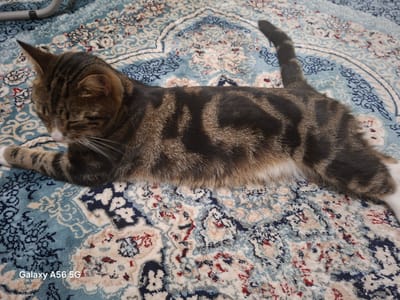 A tabby cat with a white chest and paws lies on a patterned rug. The rug is predominantly blue with intricate designs in white, cream, red, and dark blue. The cat's fur is striped with shades of brown, black, and tan. Its eyes are closed, and its head is turned to the left. The cat's tail is visible, curled slightly. The background is out of focus, but appears to be a floor with a similar rug pattern. There is a silver-colored metallic object, possibly part of furniture, visible in the upper left corner. The image contains a watermark in the bottom left corner that reads "Galaxy A56 5G". There is no indication of the location in Greater London, United Kingdom.