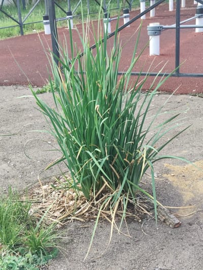 A patch of tall green grass with some brown, dried leaves and stems at its base is in the foreground, centered. The grass is growing in a circular patch of dirt surrounded by a paved area. In the background, there is a red-colored, rubberized surface, likely a sports or playground area, with metal bars and white posts. The environment appears to be outdoors in a city setting in Askiz, Russia. There are no people or animals visible in the image.
