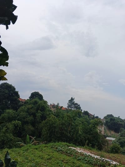 The image presents an elevated, wide view of a vegetated, hilly landscape within the city of Inawi, Papua New Guinea, under an overcast sky. The sky occupies the upper two-thirds of the frame, exhibiting a uniform light grey tone with subtle cloud differentiation. Dark, out-of-focus foliage partially frames the upper-left and lower-left corners. The lower foreground features a cultivated green area with distinct rows of white agricultural ground cover or mulch. Beyond this, dense green foliage, including broadleaf trees and taller conifers, covers the sloping terrain. Several structures, characterized by reddish-brown tiled roofs and light-colored walls, are visible amidst the trees and along the hill crests in the midground, suggesting residential development or construction. A light-colored path or natural erosion mark descends a slope on the far right. No people or specific activities involving individuals are present.