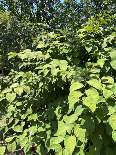 A dense, sun-dappled foliage of a sprawling plant with large, ovate, green leaves fills the frame. The leaves exhibit varied shades of green, with some showing hints of yellowing. Thin, reddish-brown stems are visible, supporting the leaves and branching throughout the plant. In the background, out of focus, are the darker green leaves of other trees, possibly fruit-bearing, with a few dark plum-colored fruits visible on the branches. The ground beneath the plant is covered in soil and scattered debris. The image appears to be taken outdoors on a sunny day, casting distinct shadows from the leaves. The scene is located in Zaboizkiy, Russia.