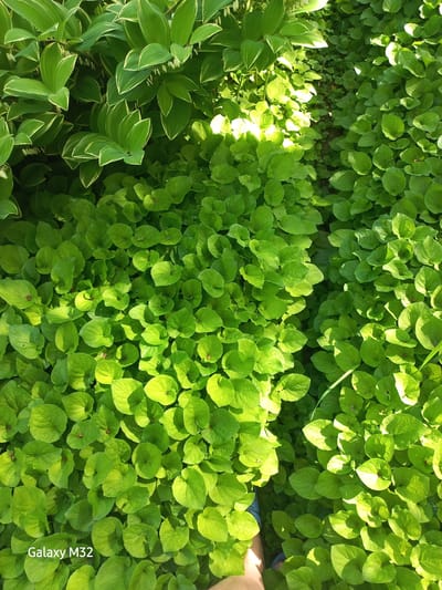 The image shows a patch of bright green ground cover plants, with some variegated hostas on the left side. The plants are densely packed together. A sliver of bare skin is visible on the right side of the frame. The photo was taken with a Galaxy M32. While it’s impossible to determine the exact location within Volzhsky, Russia, the scene depicts a garden or landscaped area.