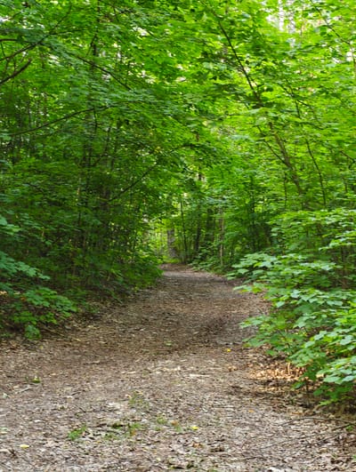 This media file depicts a shaded forest path in Belarus, specifically within the Parecki rural council. The scene is dominated by lush, green foliage of trees and bushes that line both sides of the dirt path. The path itself is covered in fallen leaves and is dappled with sunlight, suggesting it is daytime. The overall atmosphere is tranquil and natural, with no visible signs of human activity or man-made objects beyond the path itself. The lighting indicates it is likely mid-day or afternoon, with sunlight filtering through the dense canopy. The image captures the serene beauty of a woodland environment. There is no visible text in the media file.
