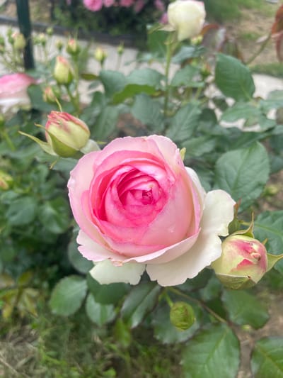 A close-up, high-angle shot captures a blooming pink and white rose in a garden setting. The rose, positioned centrally, exhibits layers of delicate pink petals fading to white at the edges. Several rosebuds, in various stages of development and displaying hints of pink, are visible around the main bloom. The background consists of lush green rose leaves and foliage, with a blurred pathway or ground cover visible in the distance. The scene is naturalistic and well-lit, suggesting an outdoor garden environment. There are no people or animals present in the image. The location is identified as Aropakkuzi, Russia.