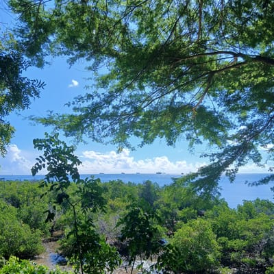 The image displays an elevated vantage point overlooking a coastal area in Tanga, Tanzania, under a clear blue sky. Dense green foliage and tree branches frame the top and sides of the composition. Below this foreground, an expansive area of vibrant green, dense vegetation, consistent with a mangrove ecosystem, dominates the mid-ground. A winding, shallow, muddy waterway or tidal creek is visible within this vegetation. Beyond the treeline, a wide body of sparkling blue water, likely the Indian Ocean, extends to the horizon. At least seven distinct cargo vessels or tankers are visible on the distant water, silhouetted against the bright water and scattered cumulus clouds. No individuals, animals, specific actions, or interactions are discernible in the scene.