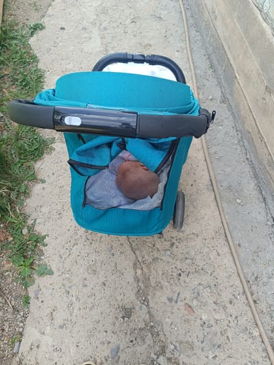 A close-up, top-down view shows a turquoise stroller with a black handlebar and a small brown object resting in a mesh pocket on the front. The stroller is on a concrete surface, which appears to be a sidewalk or pathway. To the left of the stroller, there is a patch of green grass and dirt. To the right, a light brown hose lies on the concrete, running parallel to a raised concrete wall. The overall scene suggests an outdoor urban or suburban environment. The location is Shamalgan, Kazakhstan.