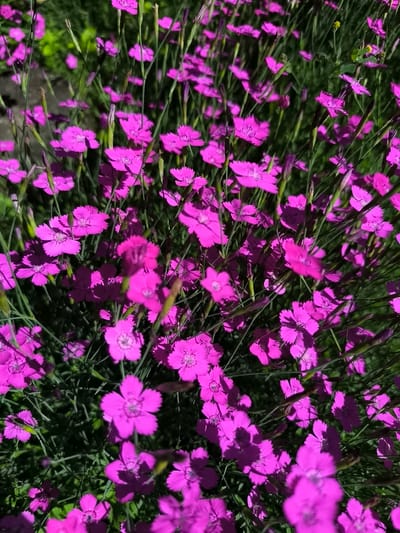 The image shows a close-up view of a dense cluster of bright pink dianthus flowers in full bloom. The flowers have fringed petals and are supported by thin, green stems. The background consists of out-of-focus green foliage, suggesting a garden or natural setting. The lighting indicates a sunny day, with shadows cast by the flowers onto themselves and the surrounding leaves. The overall impression is one of vibrant, natural beauty. The location is identified as Pasiene, Latvia, implying this scene is within the municipality or a specific natural area there. No people or specific actions are depicted.