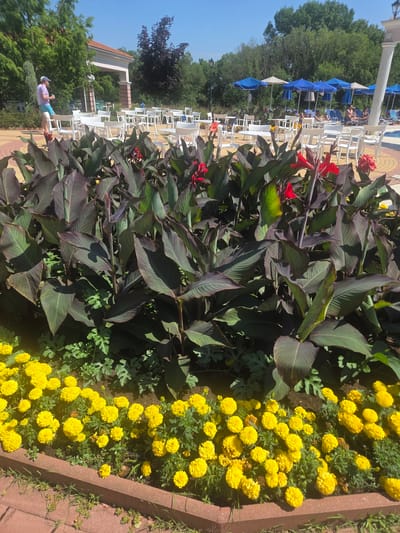 The image depicts an outdoor scene in Dyuni, Bulgaria, likely a resort or recreational area. In the foreground, a raised flower bed contains dense clusters of bright yellow marigolds. Behind the marigolds, large, dark green leaves of canna lilies are prominent, with a few red blooms visible. In the middle ground, numerous white plastic tables and chairs are arranged, suggesting an outdoor dining or seating area. Beyond the tables, a swimming pool is partially visible, bordered by lounge chairs and blue umbrellas. Several people are scattered around the pool area, some relaxing on lounge chairs and others near the water. A man in a purple t-shirt and blue shorts stands near a white table on the left side of the frame, holding a drink. The background consists of lush green trees and foliage under a clear blue sky. The overall impression is a sunny, well-maintained outdoor space designed for leisure and relaxation.