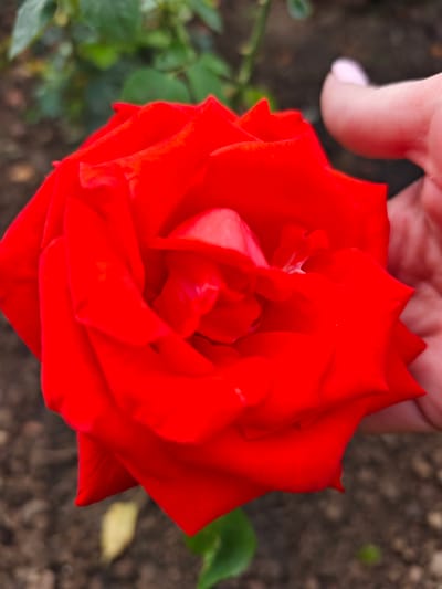 A close-up, high-angle shot shows a bright red rose in full bloom. The petals are vibrantly colored, with some lighter pinkish hues visible on the edges of the inner petals. A person's thumb and forefinger are visible in the upper right corner, gently holding the edge of a rose petal, with light pink nail polish on the fingernail. The background is softly blurred, featuring green foliage and dark soil, suggesting an outdoor garden setting. The image appears to have been taken in Лужники Снт, Russia.
