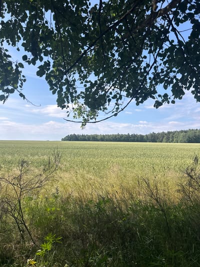 The image depicts a wide, sun-drenched agricultural field, likely a grain field, under a partly cloudy blue sky. The foreground is partially obscured by the branches and leaves of a tree, casting dappled shadows. The middle ground shows the expanse of the field, with hints of taller grasses and weeds along the edge. In the distance, a dense line of trees forms the horizon, suggesting a forest or woodland bordering the agricultural land. The overall impression is one of rural tranquility and natural abundance, characteristic of the landscape in Лунненскі сельскі Савет, Belarus, which is known for its agricultural lands and natural scenery. There are no people or man-made structures visible in the frame.