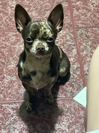 A brindle chihuahua dog sits on a red tile floor, facing the camera. The dog has large, erect ears and dark eyes. Its fur is a mix of brown and tan, with a mottled pattern. The floor tiles have a textured, speckled appearance. A small, white triangular object is visible on the right side of the image, near the edge of the frame. The overall lighting is dim, casting a shadow of the dog on the floor. There are no visible people or other animals. The image appears to have been taken indoors.