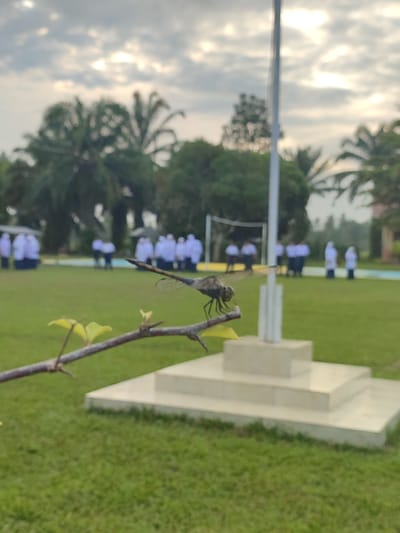 The image depicts a scene in the city of Blangriek, Indonesia. In the foreground, a dragonfly is perched on a branch of a tree, its wings outstretched. The branch is brown and appears to have small green leaves. Behind the dragonfly, a flag pole stands tall, with a concrete base.
In the middle ground, a group of people, likely students, are gathered in a field. They are wearing white uniforms and appear to be in formation, possibly for a ceremony or assembly. The field is a lush green lawn. In the background, palm trees and other vegetation are visible, suggesting a tropical or subtropical environment. The sky is overcast with some patches of sunlight breaking through. The overall impression is of a school or public space in Blangriek.
