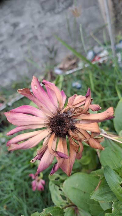 A close-up, vertical, outdoor shot features a wilting, pink and brown flower with its petals curled and dried. The flower's center is dark brown and appears somewhat decayed. Surrounding the flower is green foliage, and in the blurred background, a grey, textured surface, possibly a wall, is visible along with some green grass. The location is identified as Cottarum Tunong, Indonesia.
