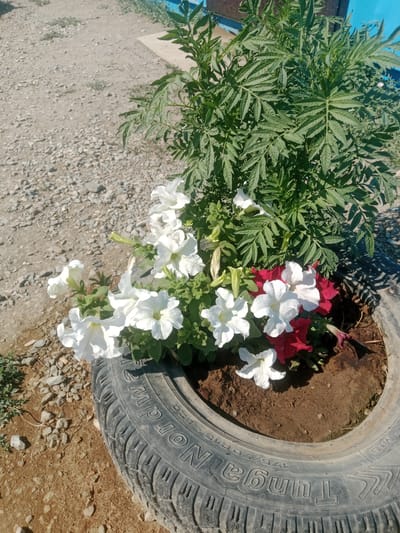 In Қарасу ауылдық округі, Kazakhstan, a repurposed tire serves as a planter for vibrant flowers. The tire, worn and weathered, contains rich brown soil from which several white petunias and a few red petunias are blooming. Behind the petunias, a leafy green plant, possibly marigolds, reaches upwards. The surrounding ground is a mix of dry, light brown earth and small grey gravel, typical of an outdoor setting in this region. Sunlight casts sharp shadows across the scene, indicating a bright, sunny day. No people are visible in the image.