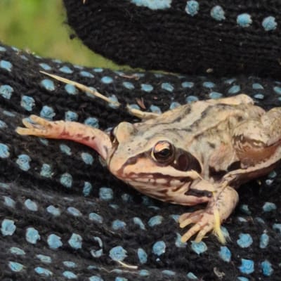 The image shows a frog being held against a dark, textured fabric with light blue speckles. The frog is light brown with darker brown markings and has a prominent eye with an orange iris. Its body is elongated, and one of its legs is extended downwards, showing its webbed toes. A few strands of yellow material, possibly grass or straw, are visible near the frog's head and leg. The fabric appears to be a knitted material, possibly part of clothing or a decorative item. The background is blurred, with hints of green suggesting an outdoor setting, possibly a garden or natural environment. There is no visible text in the image. The close-up perspective focuses on the frog and the texture of the fabric, with no clear indication of the time of day or specific weather conditions. The overall impression is a detailed capture of a frog interacting with a textured surface.