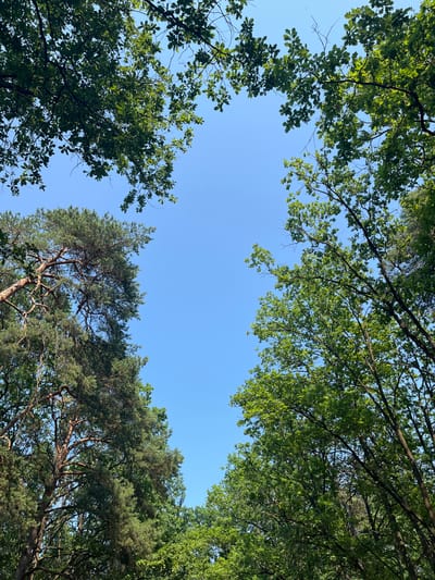 This is a low-angle, full-shot photograph taken outdoors. The main subjects are the tops of trees, primarily oak and pine, silhouetted against a clear, bright blue sky. The leaves of the oak trees are a vibrant green, while the pine trees show their characteristic needle-like foliage. The branches of the trees create an irregular frame around the sky, with sunlight filtering through the leaves, creating a dappled effect.

The scene appears to be a forest or a park, given the density and variety of trees. The clear sky suggests fair weather, likely during the daytime, given the brightness of the illumination and the vivid green of the leaves. The angle of the shot looking upwards implies the viewer is standing directly beneath the trees. There are no people, objects, or text visible in the image. The overall impression is one of a serene and natural setting, evoking feelings of peace and being immersed in nature. There are no discernible location cues beyond the implied natural environment.