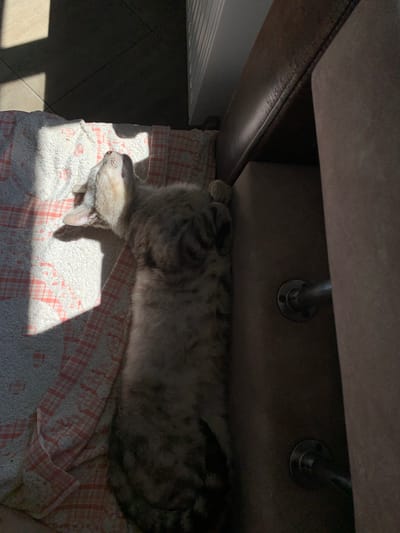 The image shows a domestic cat, primarily grey with tabby markings, sleeping on a pink and white checkered blanket. The cat is lying on its back, exposing its belly, with its head turned to the side. Sunlight streams into the scene, casting a distinct shadow across the blanket and the cat's body. The cat appears relaxed and peaceful.

The setting appears to be indoors, under a piece of furniture, possibly a sofa or bed, which has metal legs visible. The background is dark and out of focus, suggesting the furniture is large. To the left of the cat, a part of a radiator can be seen, and beyond that, what appears to be a tiled floor where sunlight is also casting shadows. The light suggests it is daytime, likely morning or afternoon, with the sun entering from a window.

There is no visible text in the image. The overall mood is one of quiet domesticity and relaxation, enhanced by the peaceful pose of the sleeping cat and the warm sunlight. The location context provided is Zamostia, Ukraine.