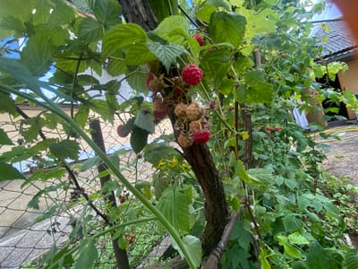 A close-up, low-angle shot captures a raspberry bush laden with ripe and unripe berries, set against a backdrop of a residential area in Akhtyrskiy, Russia. The foreground is dominated by the thick, textured bark of a tree trunk, which serves as a central support for the sprawling raspberry vines. Lush green leaves, some showing signs of age, surround clusters of raspberries. The berries vary in color from pale yellow to deep red, with some still developing.
In the middle ground, a wire fence with diamond-shaped openings runs horizontally across the frame, partially obscuring a weathered concrete wall and a gravel pathway. Beyond the fence, a building with a corrugated metal roof and light-colored walls suggests a typical dwelling. The overall environment appears to be a backyard or garden area, characterized by dense vegetation and signs of outdoor living. The lighting suggests it is daytime, with soft, diffused light filtering through the leaves. No people are visible in the image.