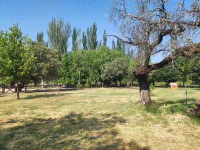 The image depicts an outdoor park area in Cadalso, Spain. The scene features a grassy field with patches of dry grass, suggesting it might be summer. In the foreground, a large, gnarled tree with mossy branches dominates the right side of the frame. The ground is uneven and dappled with shadows from overhead foliage. A wooden picnic table is partially visible on the far right.
In the midground, a low wooden fence with crossbar details separates the grassy area from a path or road. A sprinkler system is visible on the left, with a hose lying on the grass. Beyond the fence, a line of tall, slender trees stands out against the clear blue sky, interspersed with broader, leafy trees. A single lamppost is positioned behind the fence and to the left of the tall trees. Further in the background, a small yellow structure with a red sign is situated among the trees. A car is partially visible on the road behind the fence. The overall environment is natural and serene, with a focus on trees and open green spaces. There are no people visible in the image.
