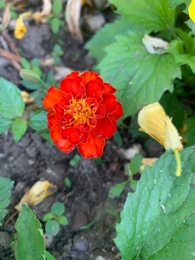 A close-up, high-angle shot captures a vibrant, red marigold flower in the foreground, its petals slightly curled and dusted with small water droplets. The flower's center is a cluster of bright yellow stamens. Surrounding the marigold are lush green leaves, some with a slightly serrated edge, and patches of dark soil. To the right of the marigold, a yellow flower, possibly a spent marigold or another type of bloom, is partially visible, its petals drooping. In the background, out of focus, are more green foliage, brown earth, and hints of dried, pale plant matter. The scene appears to be a garden or outdoor flower bed, likely in the city of Aguy-Shapsug, Russia, given the context. There are no people or animals present. The lighting suggests it is daytime.