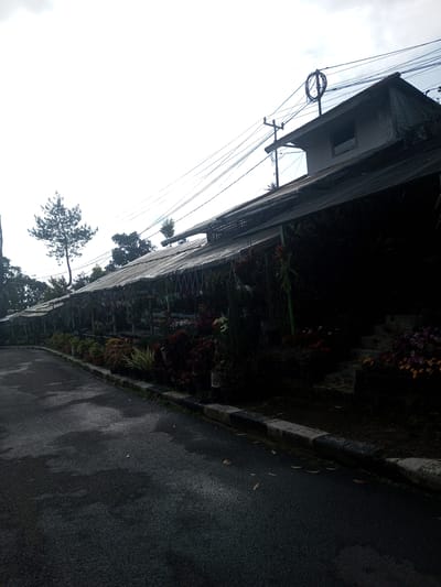 The image depicts a street scene in what appears to be a plant nursery or flower shop setting. The location is purportedly in Mya Sit Kaing Ywar Thit, Myanmar. A paved road runs along the left side of the frame. Adjacent to the road is a row of plants and flowers displayed on shelves or hanging from a structure covered with a tarp or awning. The structure extends along the side of the road. Behind the structure on the right are steps leading up to a building with power lines running above. The sky is overcast. No people are visible. The plants include a variety of flowers and greenery in pots and hanging baskets. The scene appears to be taken during daylight hours.