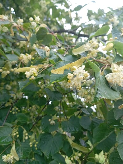 A close-up, slightly blurry shot showcases a branch of a linden tree adorned with delicate, pale yellow blossoms and heart-shaped green leaves. The flowers, clustered in small groups, have prominent stamens extending outwards. Some of the leaves appear wet, possibly from recent rain, with a few fallen, yellowing leaves also visible. The background is a soft, diffused blur of more foliage and the bright sky. The image was captured in the Тумілавіцкі сельскі Савет, Belarus.